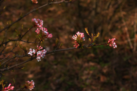 Cluster of viburnum fragrant white flowers and pink buds. Blooming viburnum farreri close-up in park with blurred background.の写真素材