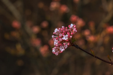 Cluster of viburnum fragrant white flowers and pink buds. Blooming viburnum farreri close-up in park with blurred background.の写真素材