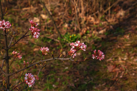 Cluster of viburnum fragrant white flowers and pink buds. Blooming viburnum farreri close-up in park with blurred background.の写真素材