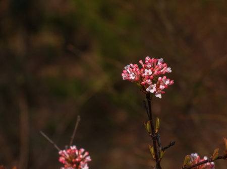 Cluster of viburnum fragrant white flowers and pink buds. Blooming viburnum farreri close-up in park with blurred background.の写真素材