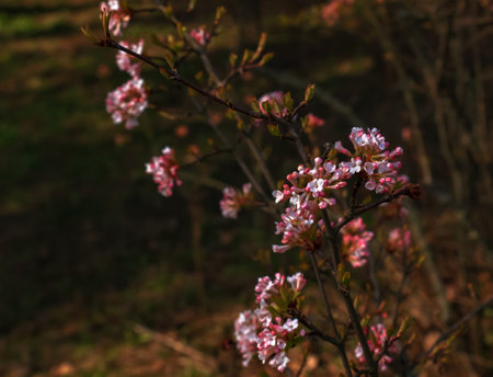 Cluster of viburnum fragrant white flowers and pink buds. Blooming viburnum farreri close-up in park with blurred background.の写真素材