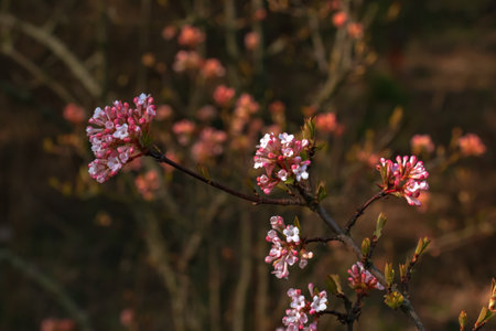 Cluster of viburnum fragrant white flowers and pink buds. Blooming viburnum farreri close-up in park with blurred background.の写真素材