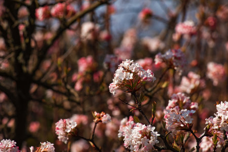 Cluster of viburnum fragrant white flowers and pink buds. Blooming viburnum farreri close-up in park with blurred background.の写真素材