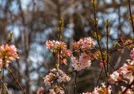 A bunch of fragrant white viburnum flowers and rose buds and a butterfly. Blooming viburnum farreri close-up in the park with a blurred background.の写真素材