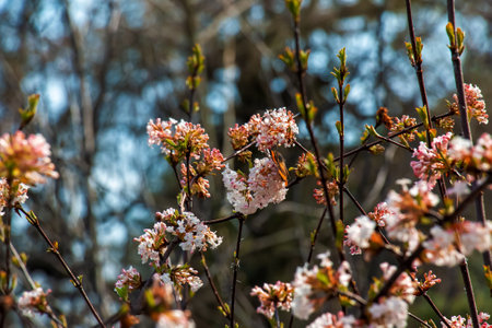 A bunch of fragrant white viburnum flowers and rose buds and a butterfly. Blooming viburnum farreri close-up in the park with a blurred background.の写真素材