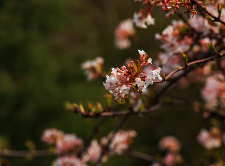 Cluster of viburnum fragrant white flowers and pink buds. Blooming viburnum farreri close-up in park with blurred background.の写真素材