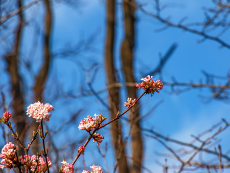 Cluster of viburnum fragrant white flowers and pink buds. Blooming viburnum farreri close-up in park with blurred background.の写真素材