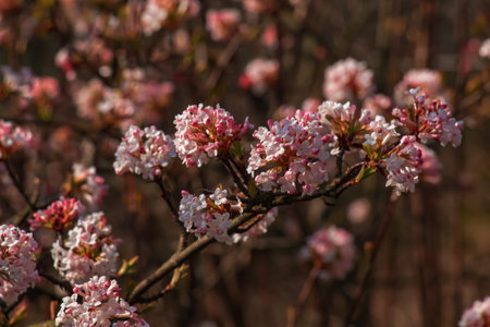 Cluster of viburnum fragrant white flowers and pink buds. Blooming viburnum farreri close-up in park with blurred background.の写真素材
