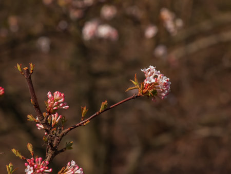 Cluster of viburnum fragrant white flowers and pink buds. Blooming viburnum farreri close-up in park with blurred background.の写真素材
