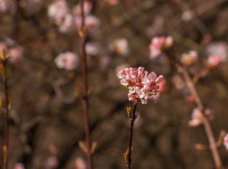 Cluster of viburnum fragrant white flowers and pink buds. Blooming viburnum farreri close-up in park with blurred background.の写真素材