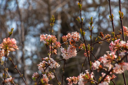 A bunch of fragrant white viburnum flowers and rose buds and a butterfly. Blooming viburnum farreri close-up in the park with a blurred background.の写真素材