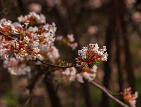 Cluster of viburnum fragrant white flowers and pink buds. Blooming viburnum farreri close-up in park with blurred background.の写真素材