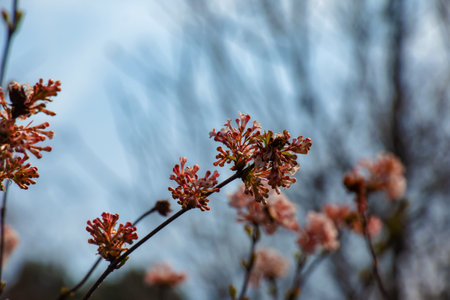 Cluster of viburnum fragrant white flowers and pink buds. Blooming viburnum farreri close-up in park with blurred background.の写真素材