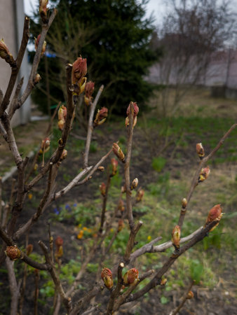 Buds on the branches of a peony tree close-up. Paeonia suffruticosa in spring in the garden.の写真素材