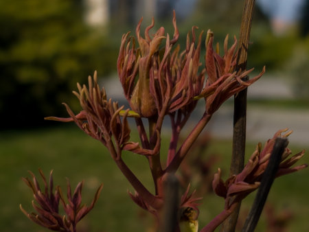 Buds on the branches of a peony tree close-up. Paeonia suffruticosa in spring in the garden.の写真素材