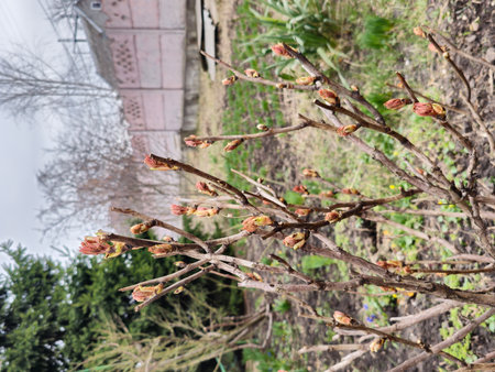 Buds on the branches of a peony tree close-up. Paeonia suffruticosa in spring in the garden.の写真素材