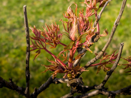Buds on the branches of a peony tree close-up. Paeonia suffruticosa in spring in the garden.の写真素材