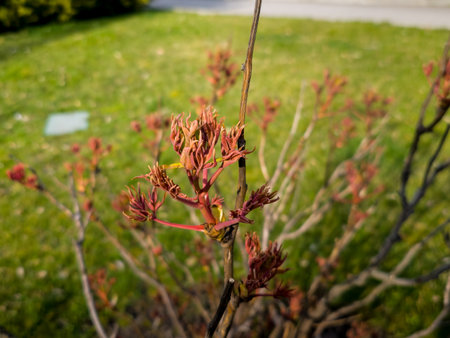 Buds on the branches of a peony tree close-up. Paeonia suffruticosa in spring in the garden.の写真素材