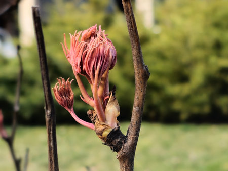 Buds on the branches of a peony tree close-up. Paeonia suffruticosa in spring in the garden.の写真素材