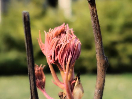 Buds on the branches of a peony tree close-up. Paeonia suffruticosa in spring in the garden.の写真素材