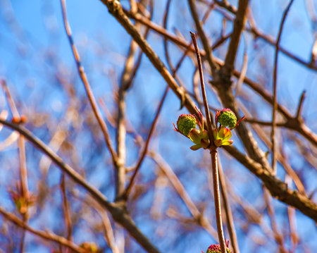 Small buds of sambucus racemosa in early spring time.の写真素材