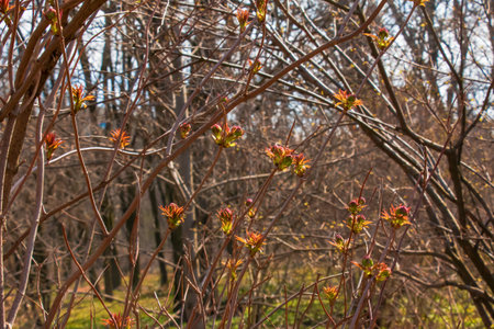 Small buds of sambucus racemosa in early spring time.の写真素材