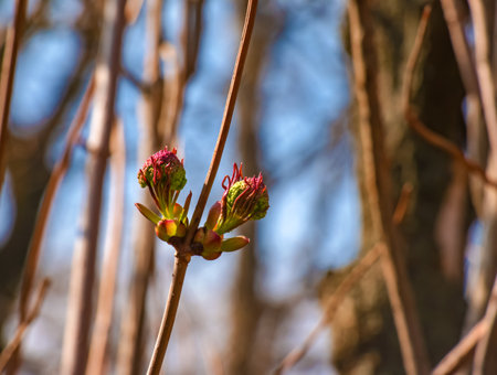 Small buds of sambucus racemosa in early spring time.の写真素材