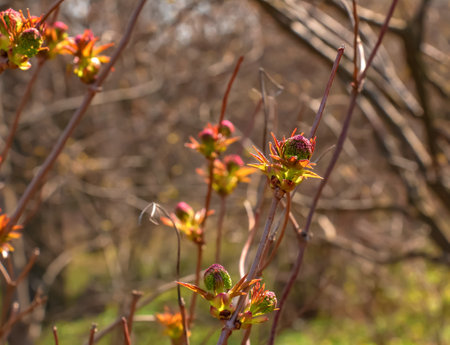 Small buds of sambucus racemosa in early spring time.の写真素材