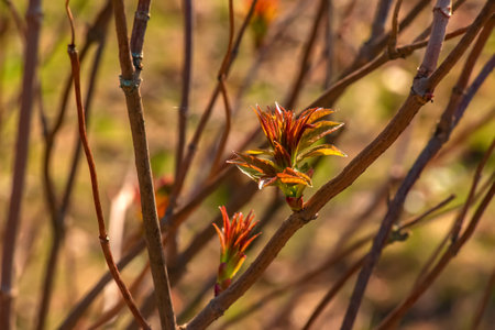 Small buds of sambucus racemosa in early spring time.の写真素材