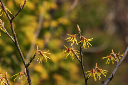 Flower of hamamelis intermedia in early spring. Hamamelis has gorgeous yellow flowers in early spring.の写真素材