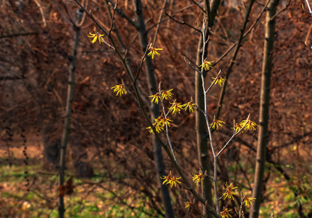 Flower of hamamelis intermedia in early spring. Hamamelis has gorgeous yellow flowers in early spring.の写真素材