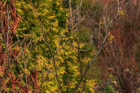 Flower of hamamelis intermedia in early spring. Hamamelis has gorgeous yellow flowers in early spring.の写真素材