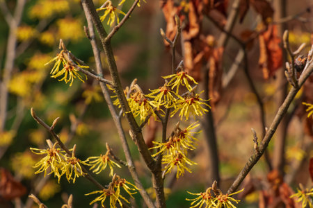 Flower of hamamelis intermedia in early spring. Hamamelis has gorgeous yellow flowers in early spring.の写真素材