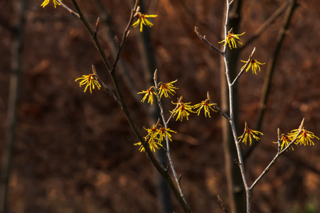 Flower of hamamelis intermedia in early spring. Hamamelis has gorgeous yellow flowers in early spring.の写真素材