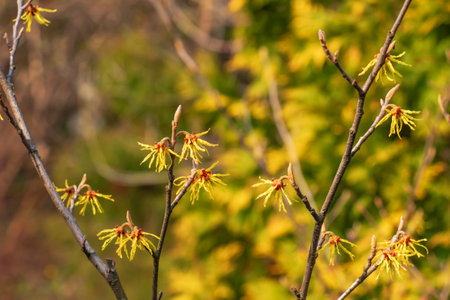 Flower of hamamelis intermedia in early spring. Hamamelis has gorgeous yellow flowers in early spring.の写真素材