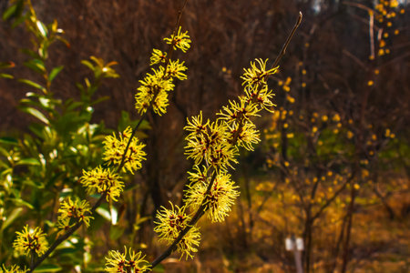 Flower of Hazel Witch shrub, Hamamelis virginiana in early spring. Hamamelis has gorgeous yellow flowers in early spring.の写真素材