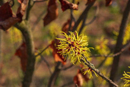 Flower of Hazel Witch shrub, Hamamelis virginiana in early spring. Hamamelis has gorgeous yellow flowers in early spring.の写真素材