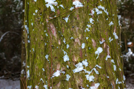 Black pine bark close-up. The texture of the trunk of Pinus nigra. Background from living wood. forest nature skin.の写真素材
