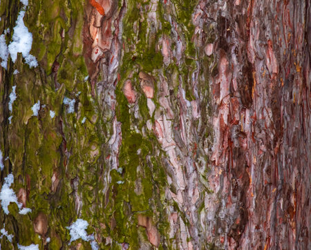 Black pine bark close-up. The texture of the trunk of Pinus nigra. Background from living wood. forest nature skin.の写真素材