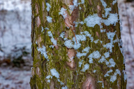 Black pine bark close-up. The texture of the trunk of Pinus nigra. Background from living wood. forest nature skin.の写真素材