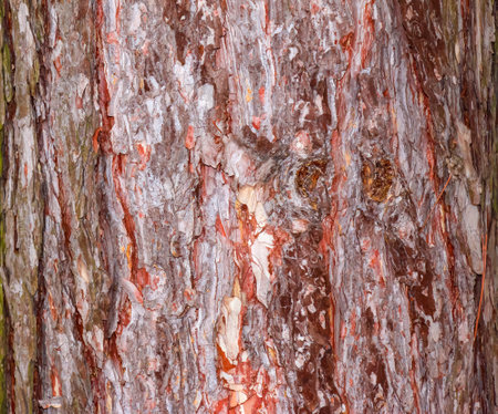 Black pine bark close-up. The texture of the trunk of Pinus nigra. Background from living wood. forest nature skin.の写真素材