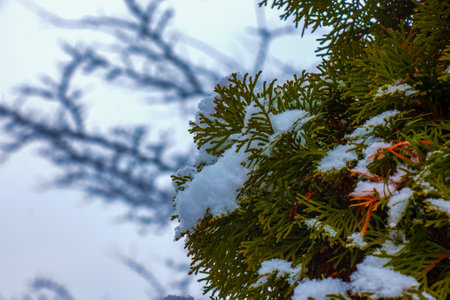 Fresh snow on the branches of thuja occidentalis Smaragd. Frozen needles of an evergreen coniferous tree thuja.の写真素材