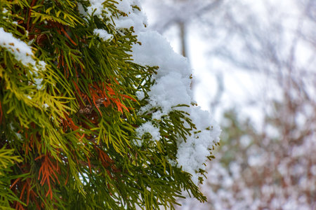 Fresh snow on the branches of thuja occidentalis Smaragd. Frozen needles of an evergreen coniferous tree thuja.の写真素材