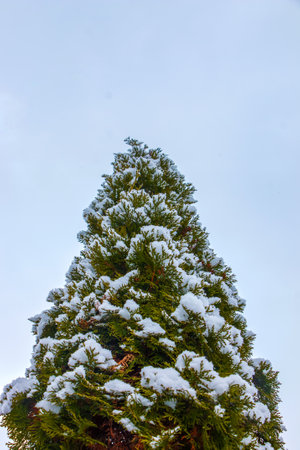 Fresh snow on the branches of thuja occidentalis Smaragd. Frozen needles of an evergreen coniferous tree thuja.の写真素材