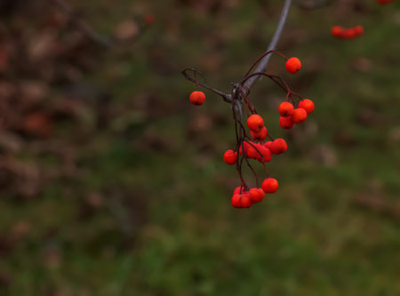 Red clusters of mountain ash on a branch in late autumn. Red rowan berries against a blue sky. Latin name Sorbus aucuparia L.の写真素材