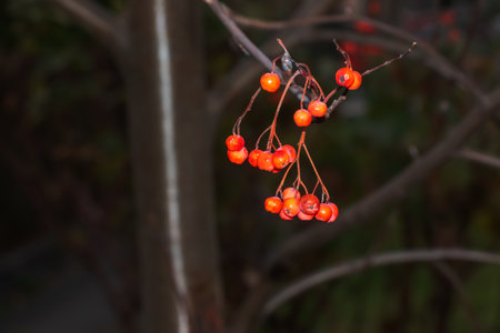 Red clusters of mountain ash on a branch in late autumn. Red rowan berries against a blue sky. Latin name Sorbus aucuparia L.の写真素材