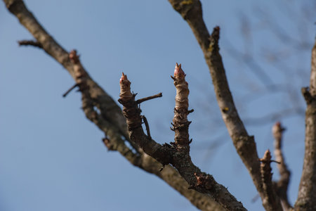 Aralia elata known as Aralia mandshurica. Opening bud of Aralia.の写真素材