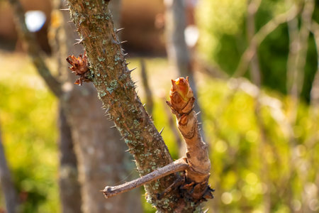 Aralia elata known as Aralia mandshurica. Opening bud of Aralia.の写真素材