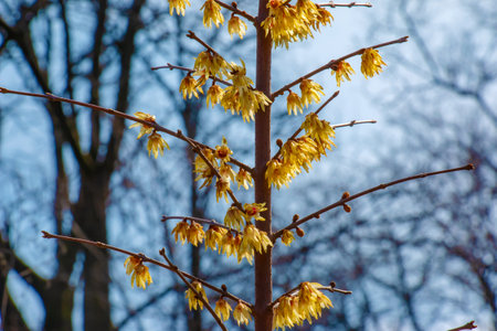 Chimonanthus salicifolius is blooming in early spring. Also known as Chimonanthus fragrans, Fragrant Wintersweet, Wintersweet or Japanese Allspiceの写真素材