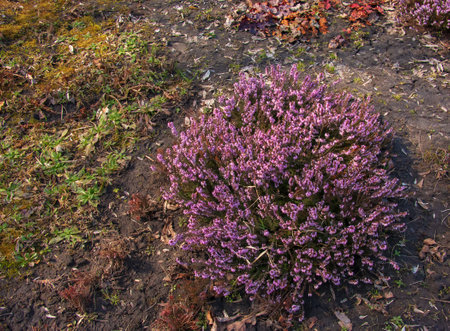 Pink Erica carnea flowers or winter Heathin the garden in early spring. Floral background, botanical conceptの写真素材